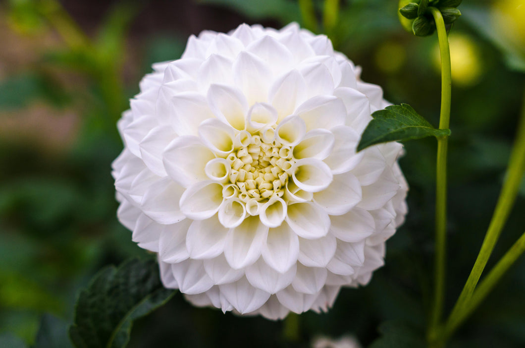 Dahlia Decorative White