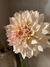 Load image into Gallery viewer, Dahlia Cafe Au Lait
