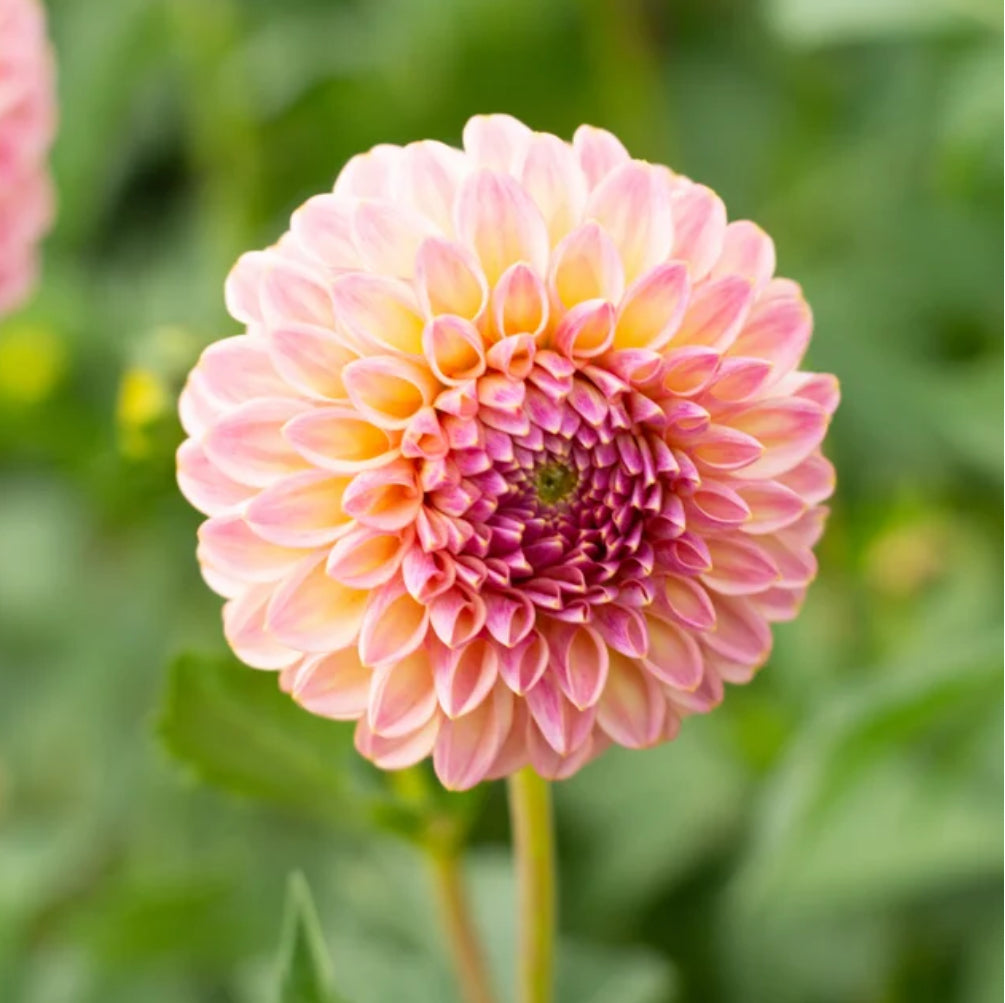Dahlia Florelie Harmony