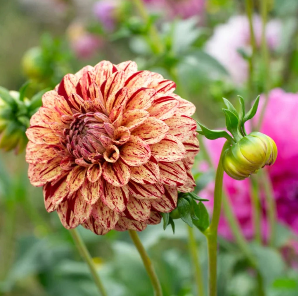 Dahlia Florelie Raspberry Cheesecake