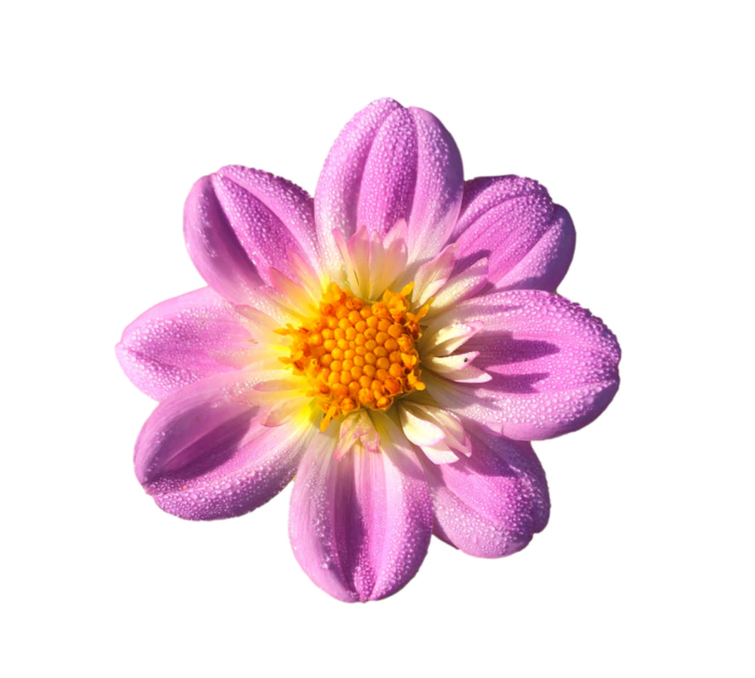 Dahlia Pinkie O