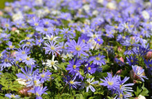 Load image into Gallery viewer, UVP Anemone Blanda Blue Shades 10pk
