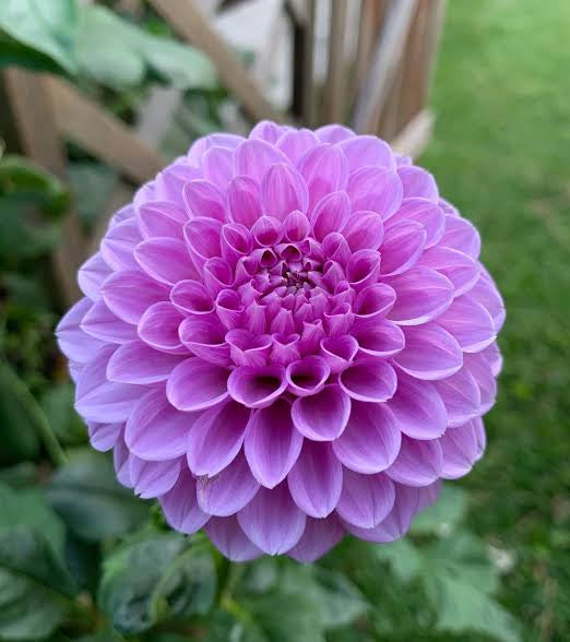 Dahlia Shirley Yeoman