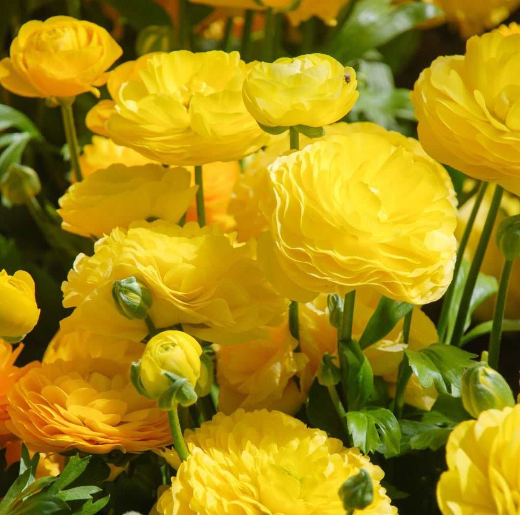 Florentine Ranunculi Yellow 20pk