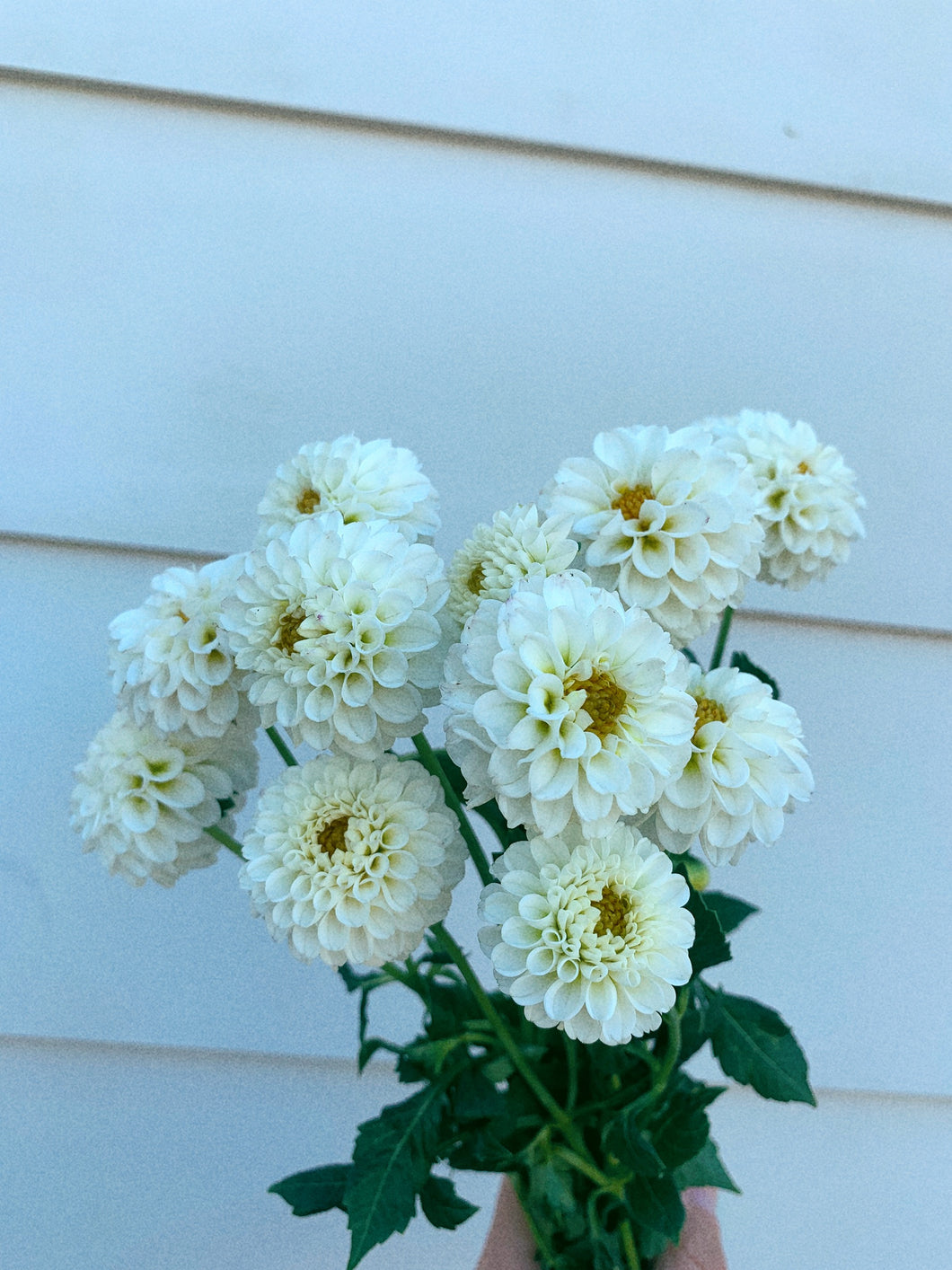 Dahlia Little Angel