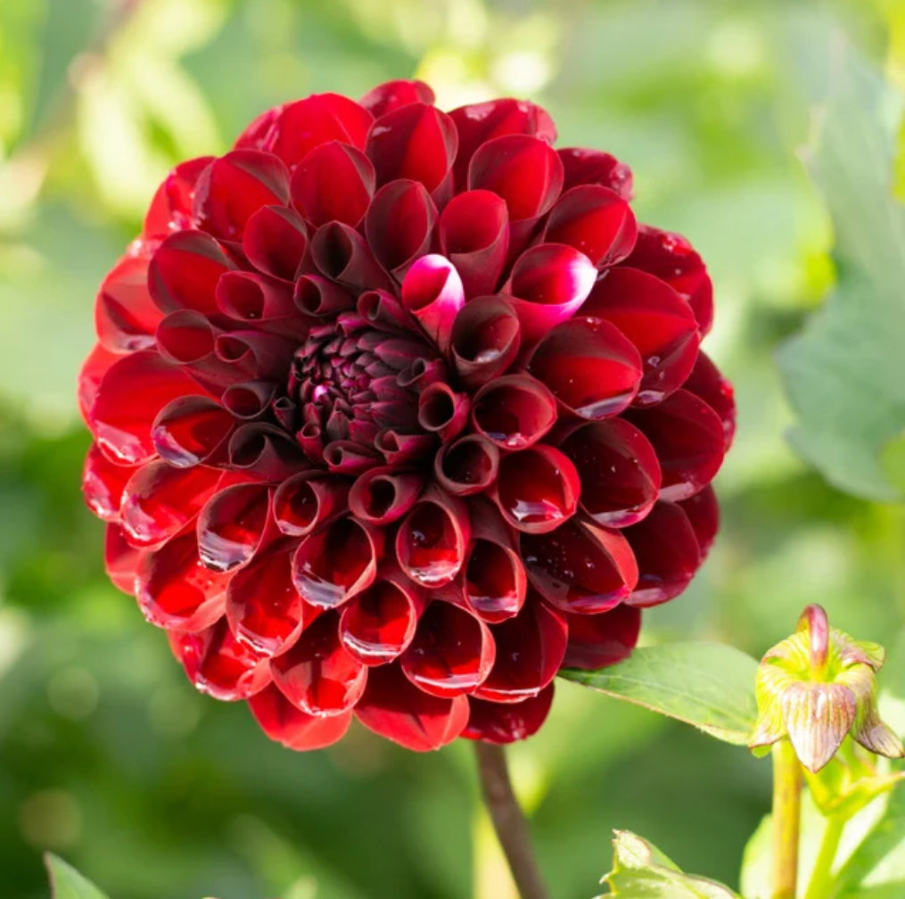 Dahlia Florelie Magpie