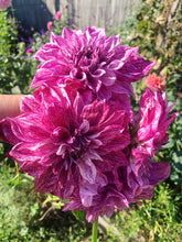 Load image into Gallery viewer, Dahlia Giant Samoan Prince
