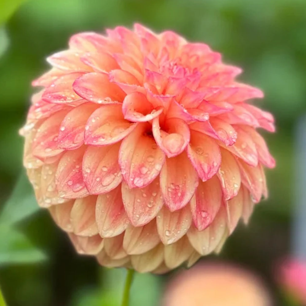 Dahlia Darbro Highland