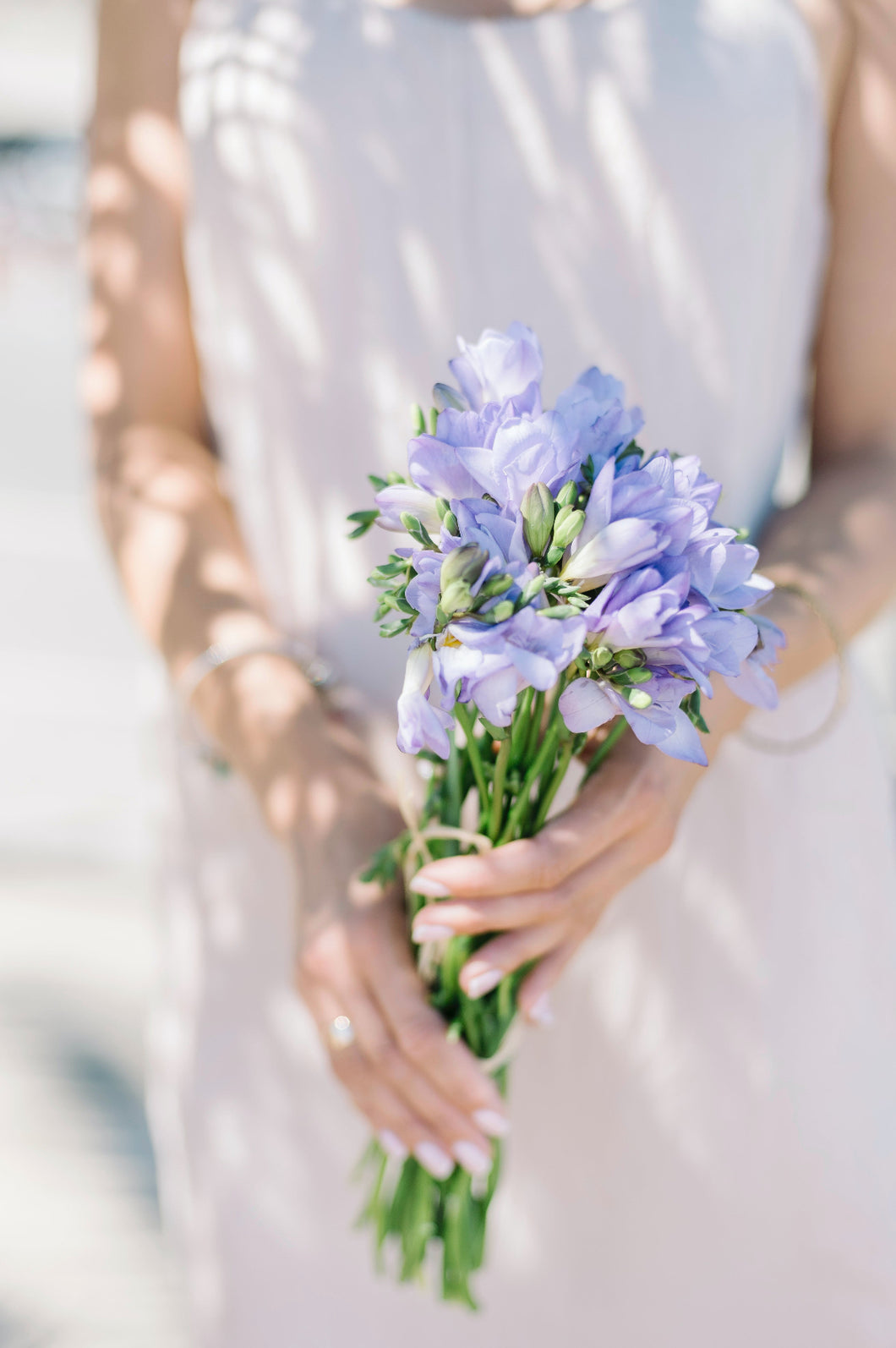 Freesia Giant Blue 7pk