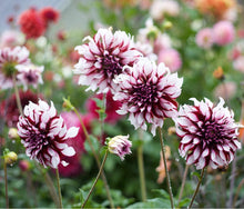 Load image into Gallery viewer, Dahlia Giant Tartan

