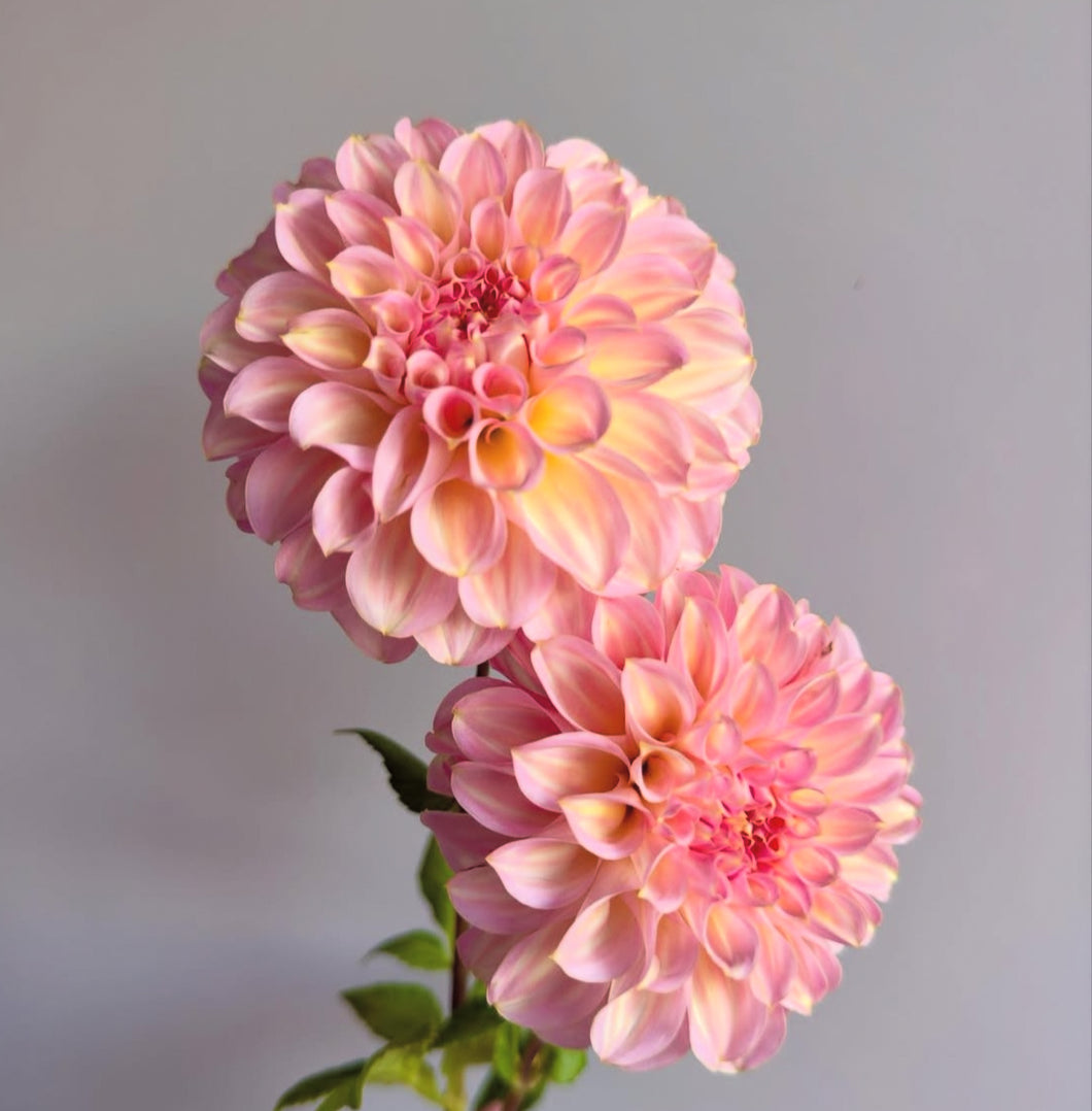 Dahlia Coorabell Jessie