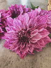 Load image into Gallery viewer, Dahlia Giant Samoan Prince
