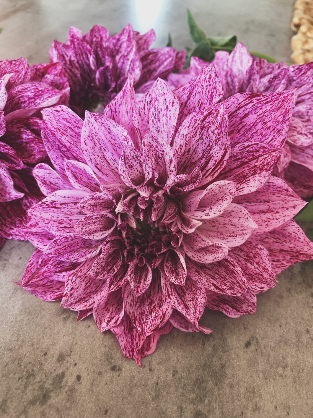 Dahlia Giant Samoan Prince