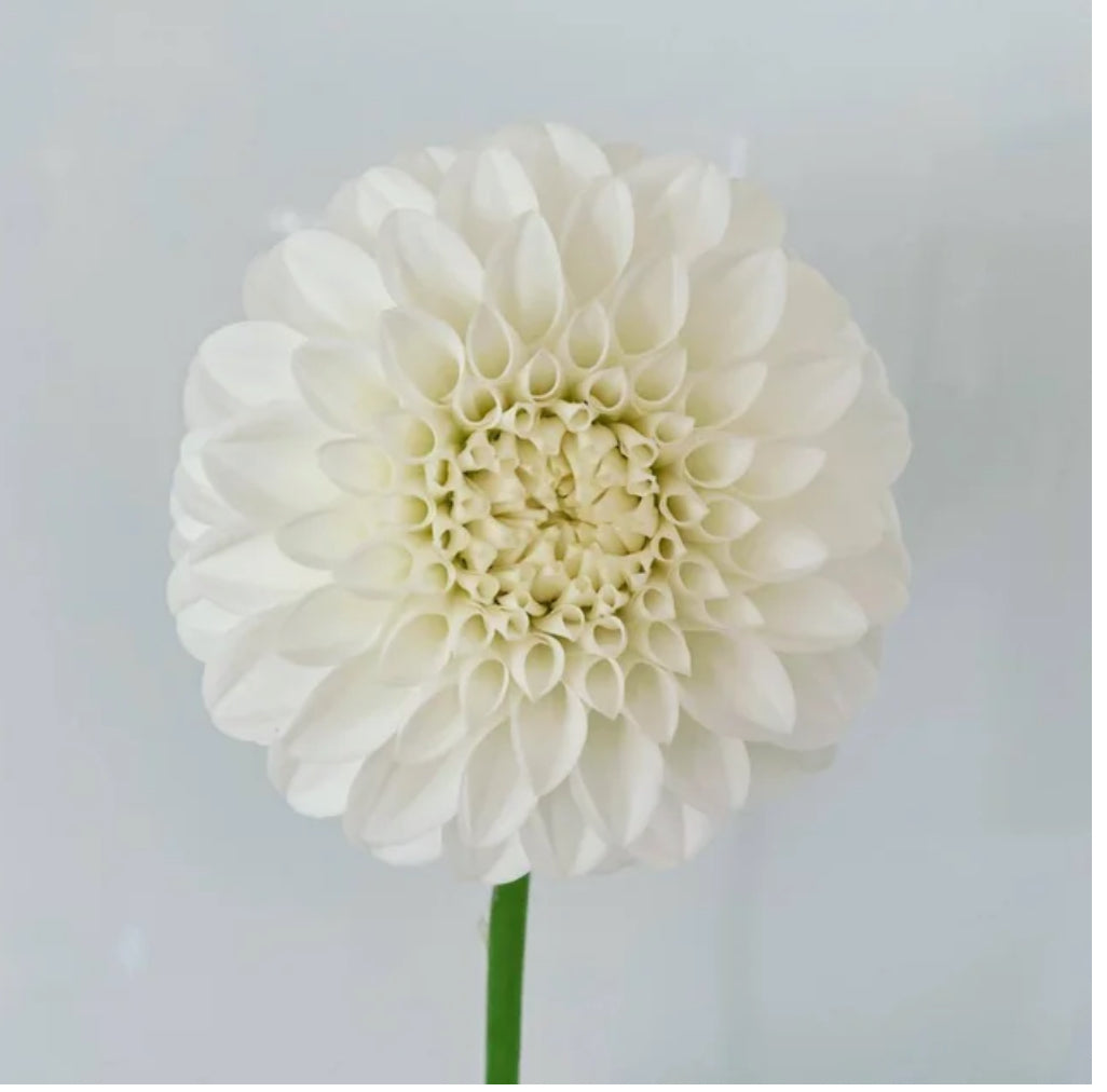 Dahlia Boundary Snowflake