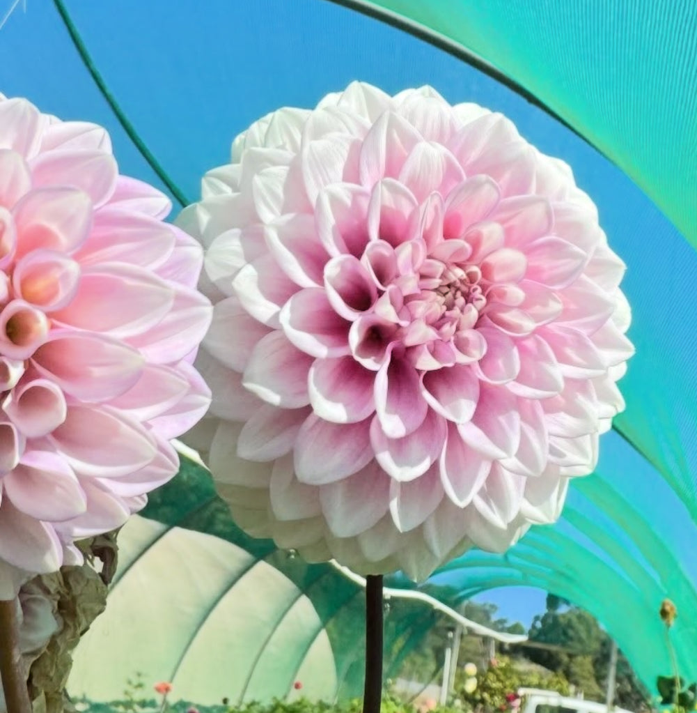 Dahlia Xanzu Maddie