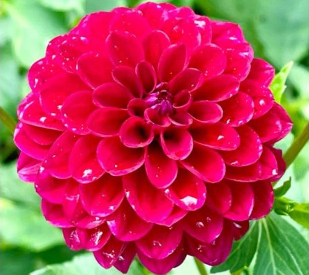 Dahlia Florelie Pendulum