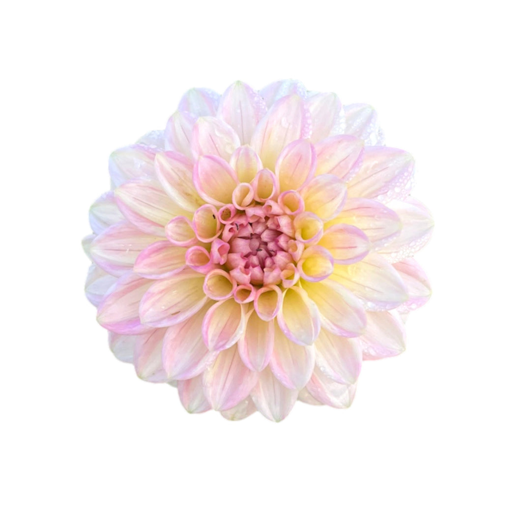 Dahlia Florelie Strawberry Shortcake