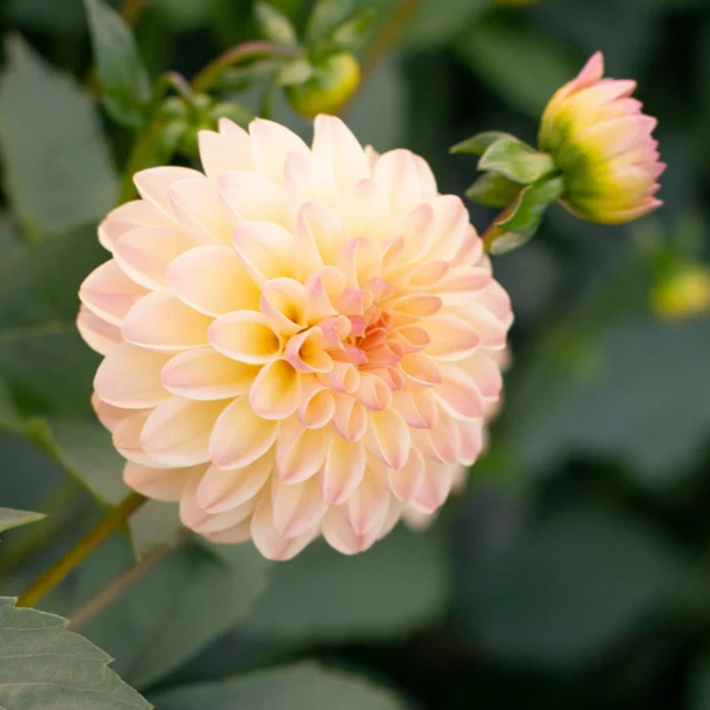 Dahlia Florelie Toffee