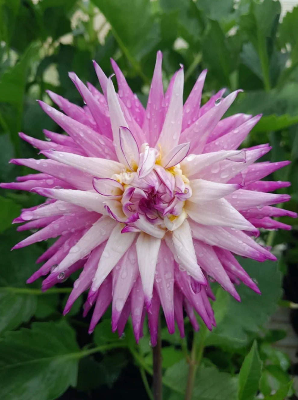 Dahlia Xanzu Zazoo