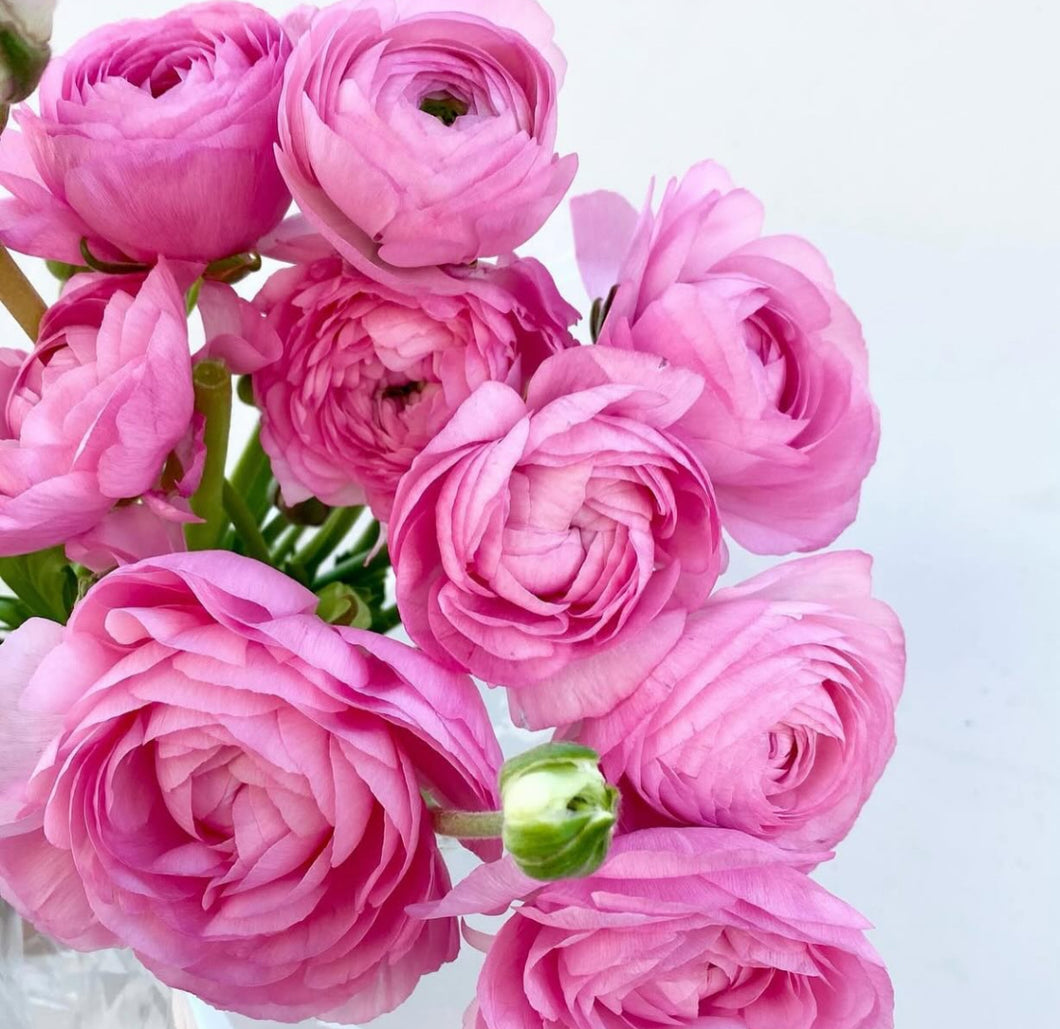 Florentine Ranunculi Pink 20pk