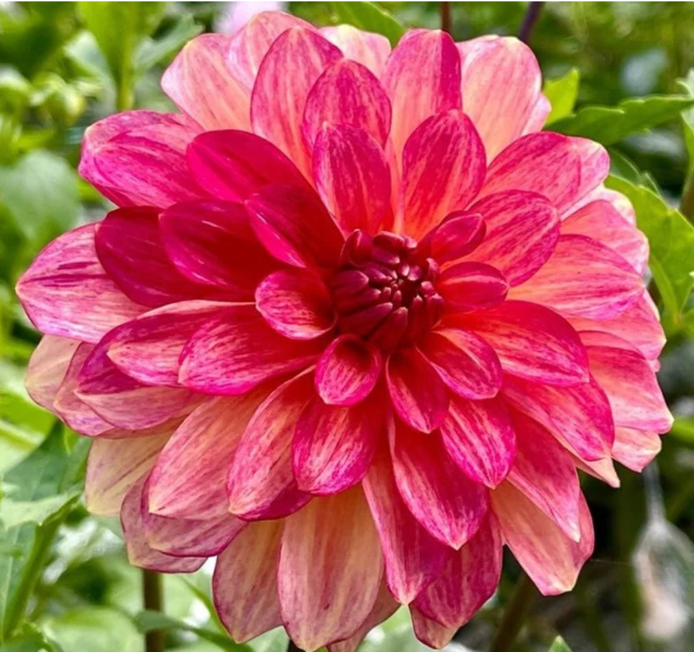 Dahlia Christie Marble