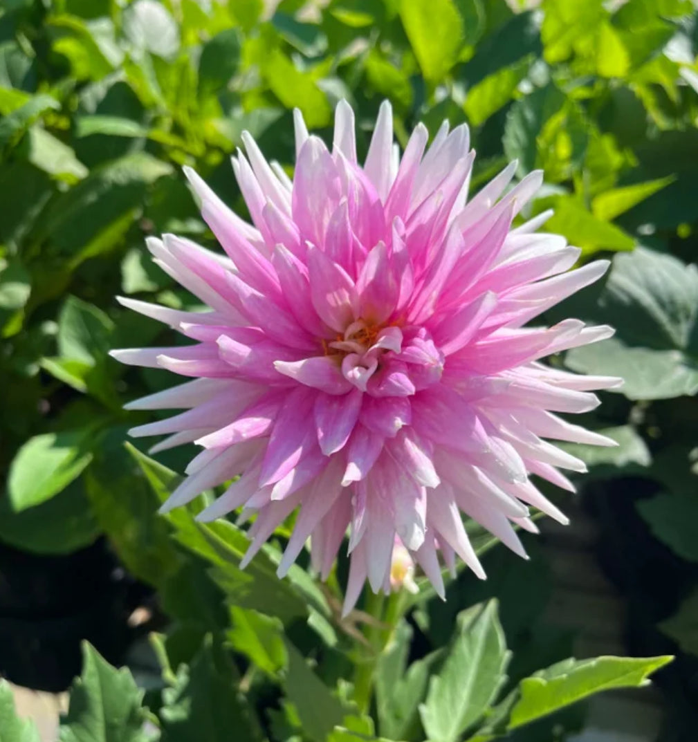 Dahlia Xanzu Colleen