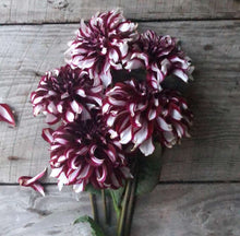 Load image into Gallery viewer, Dahlia Giant Tartan

