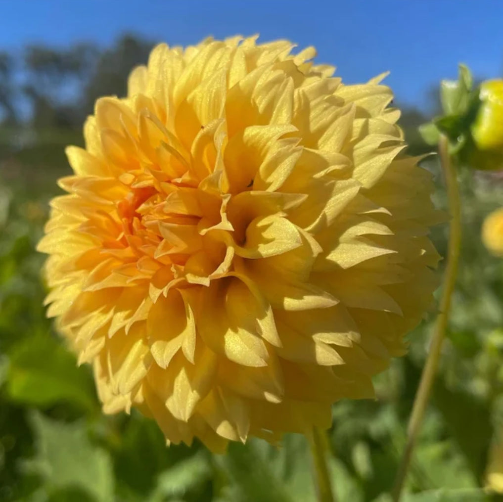 Dahlia Florelie Dandelion