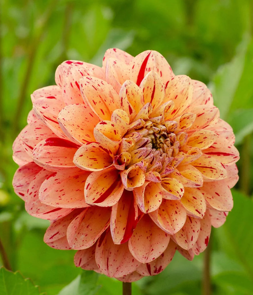 Dahlia Homocide