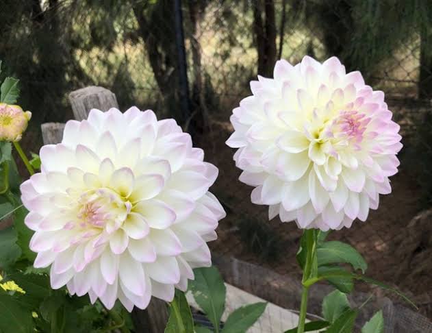Dahlia Woden Valley