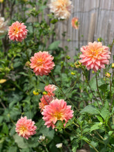 Load image into Gallery viewer, Dahlia Cliffs Salmon
