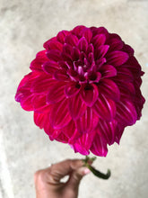 Load image into Gallery viewer, Dahlia Kashmir
