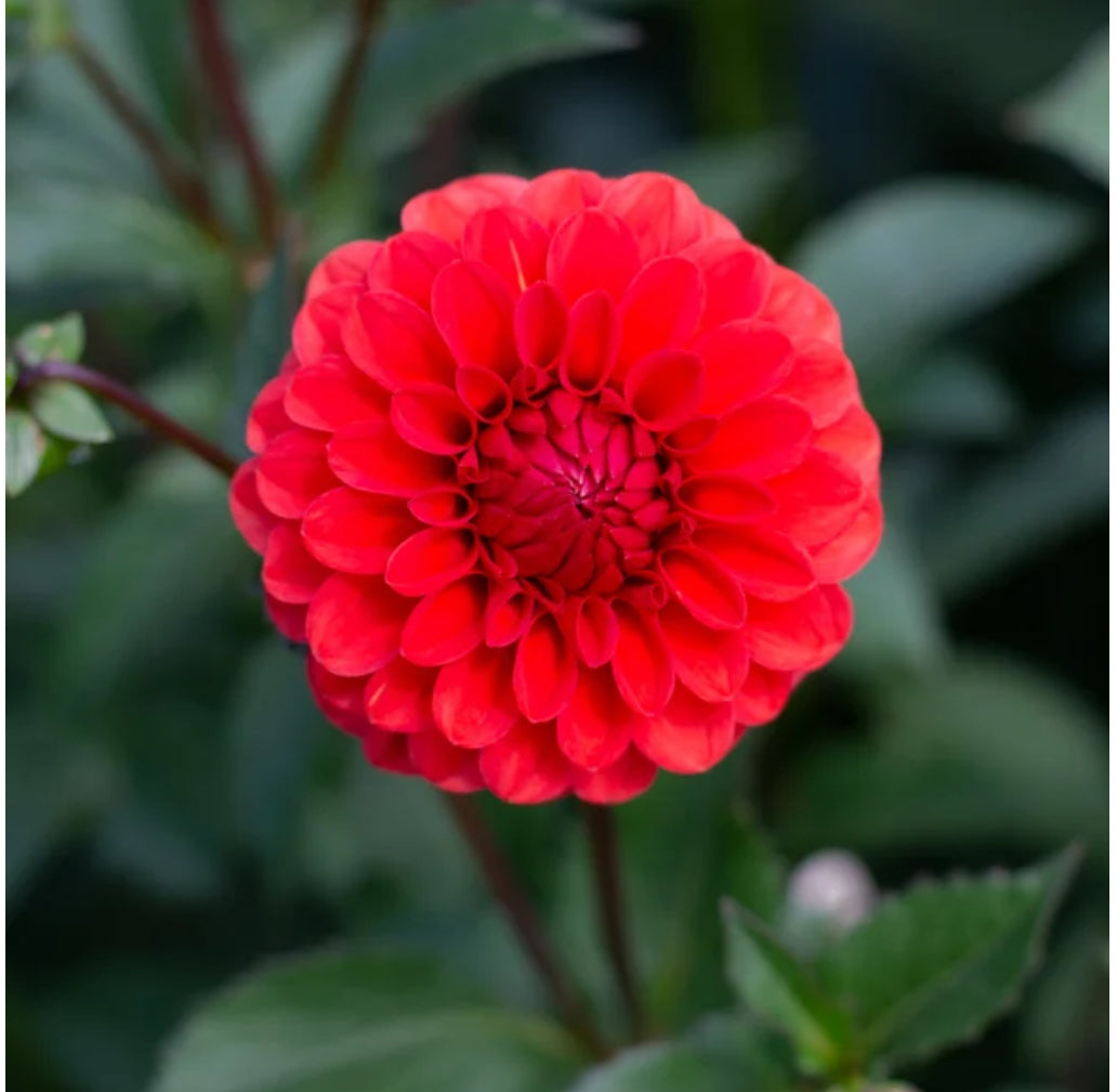 Dahlia Florelie Neon