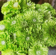 Load image into Gallery viewer, Zinnia Elegans Envy Lime
