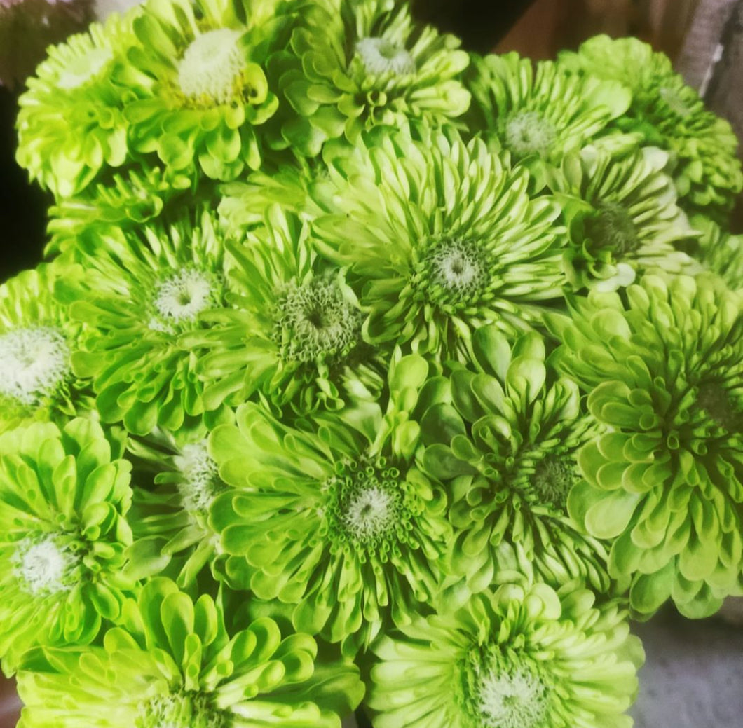 Zinnia Elegans Envy Lime