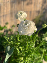 Load image into Gallery viewer, Florentine Ranunculi White 20pk
