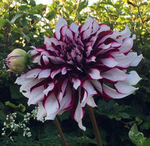 Load image into Gallery viewer, Dahlia Giant Tartan
