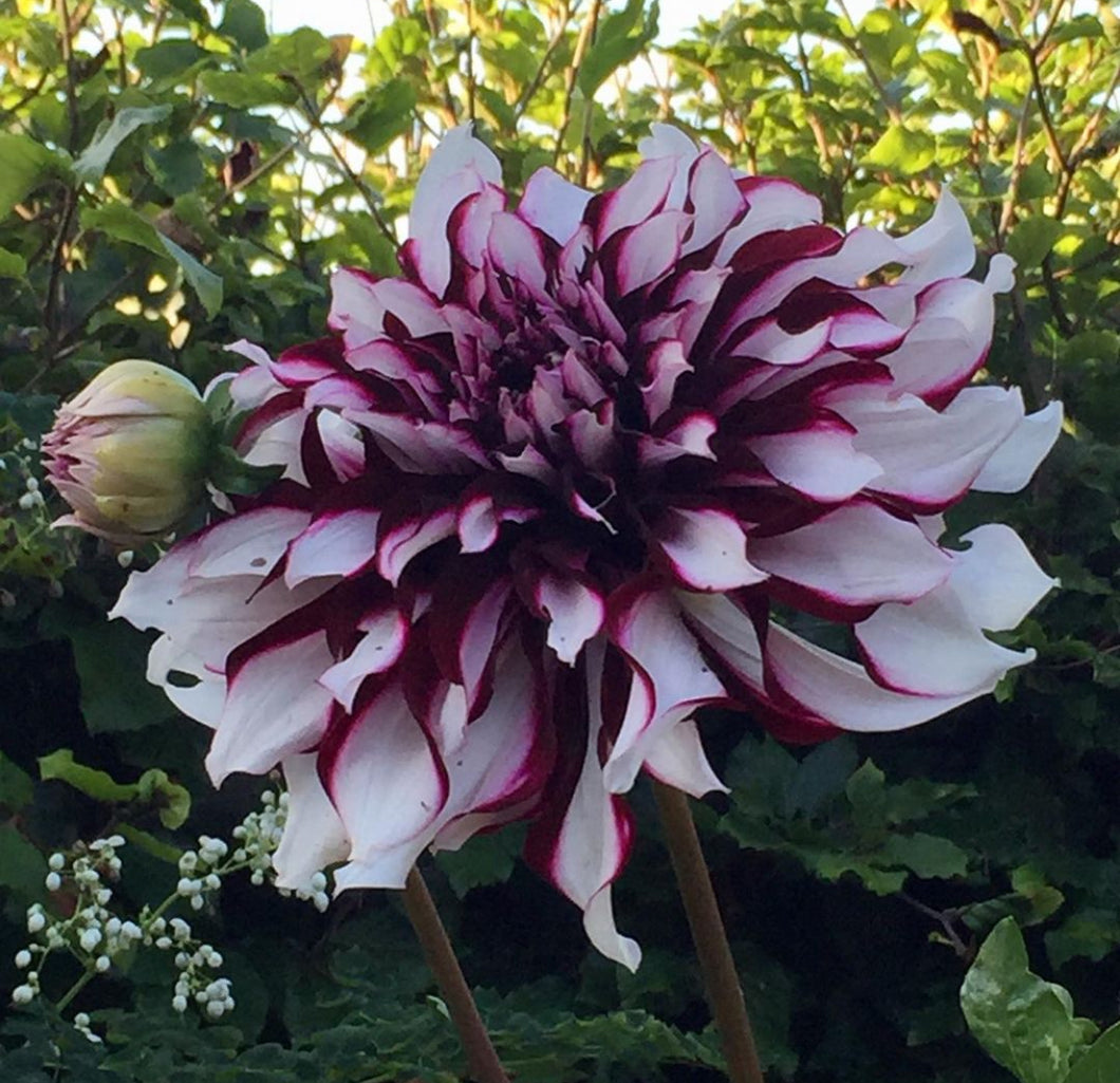 Dahlia Giant Tartan