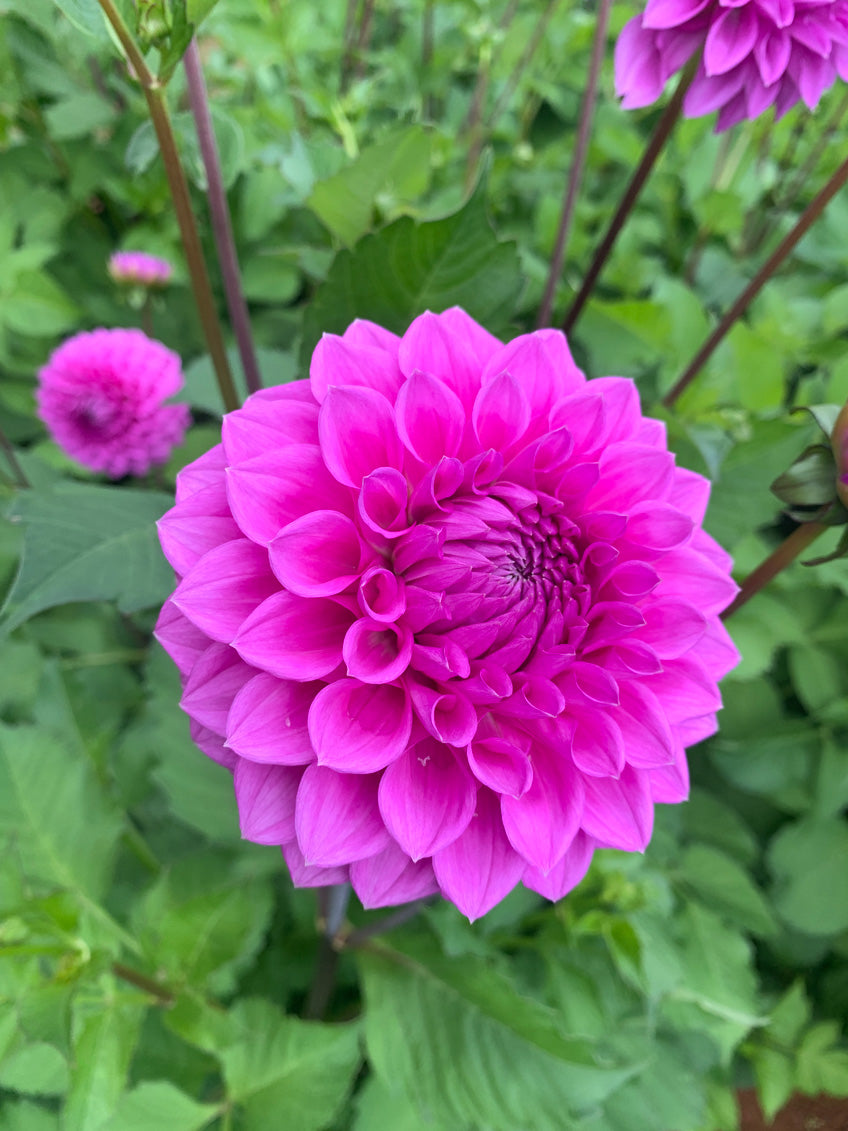 Dahlia Winkie Cavalier