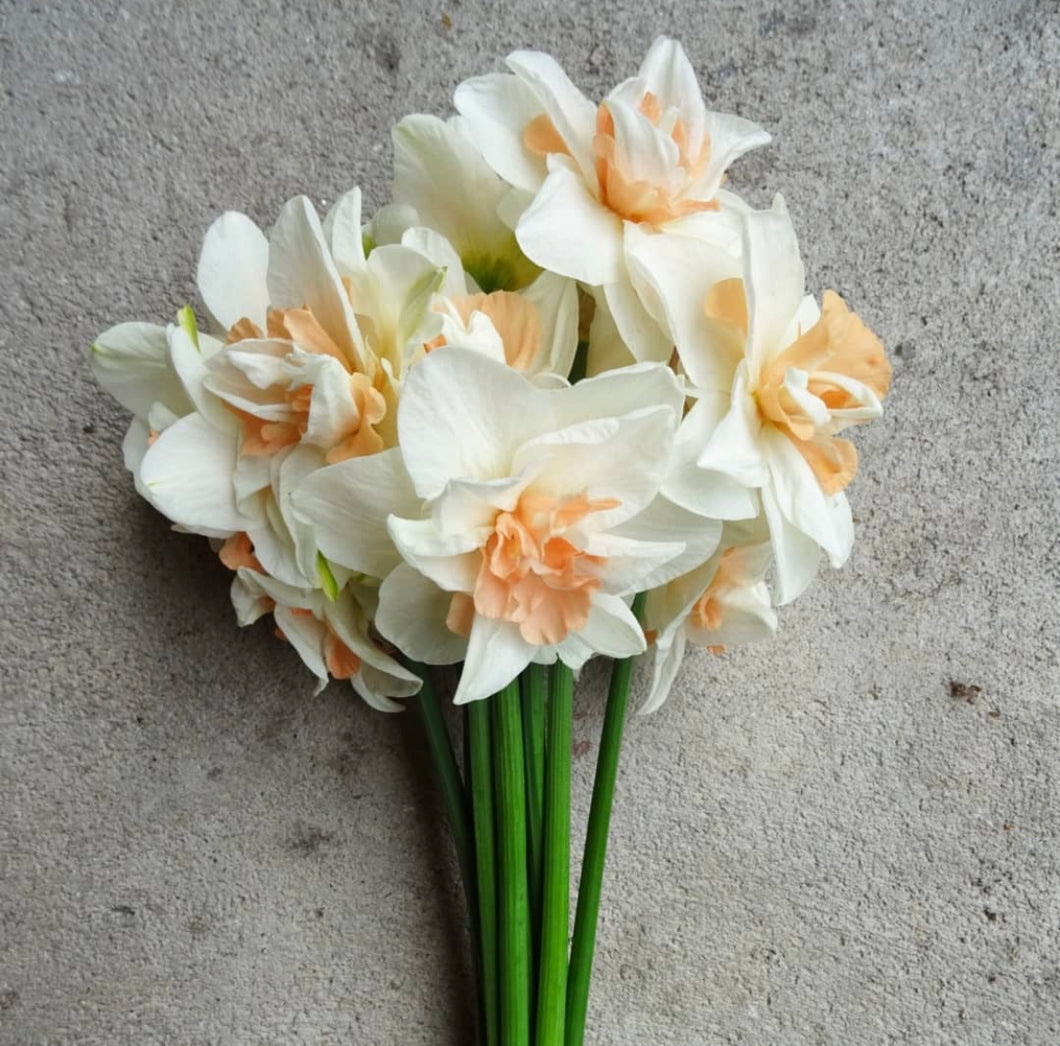 Daffodil Replete 2pk