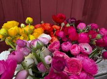Load image into Gallery viewer, Florentine Ranunculi Mixed 20pk
