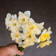 Daffodil Changing Colours 2pk