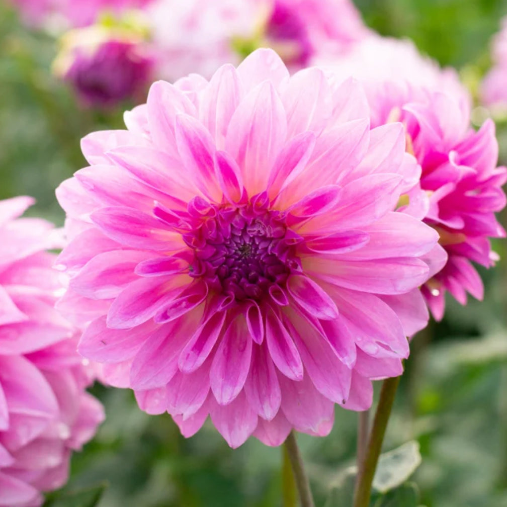 Dahlia Kiara Pompadour