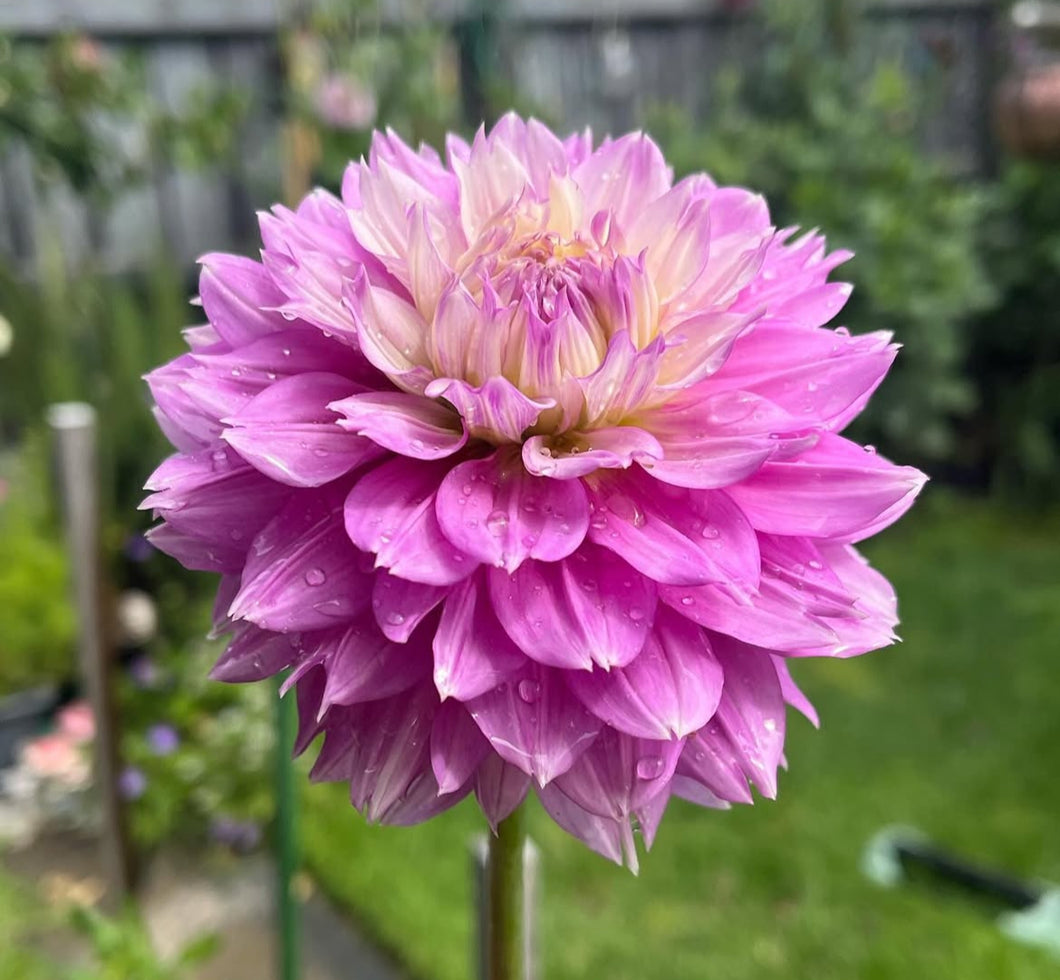 Dahlia Florelie Tutu