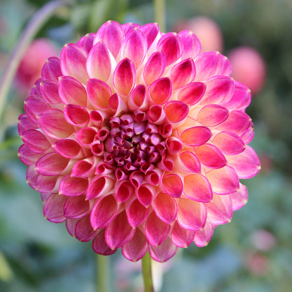 Dahlia Eureka