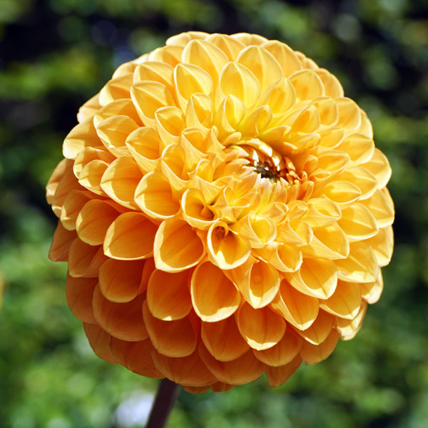 Dahlia Honeycomb