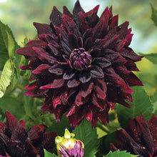 Load image into Gallery viewer, Dahlia Giant Thelma Maude
