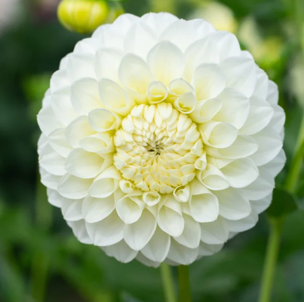 Dahlia Formby Alpine