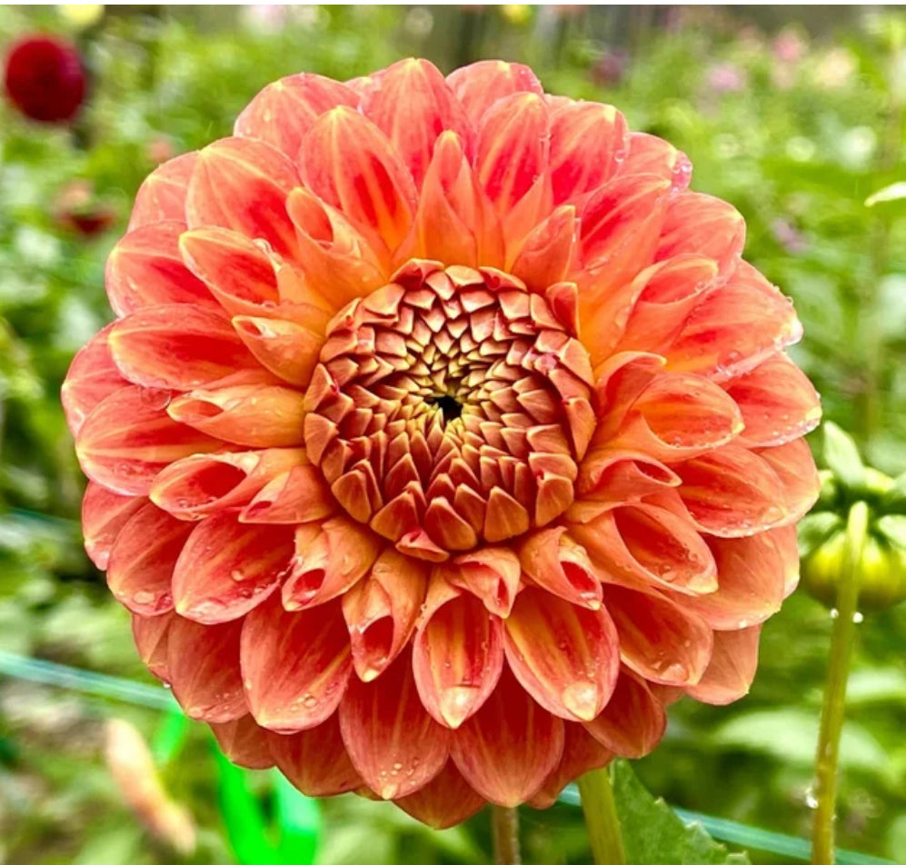 Dahlia Christie Merlot
