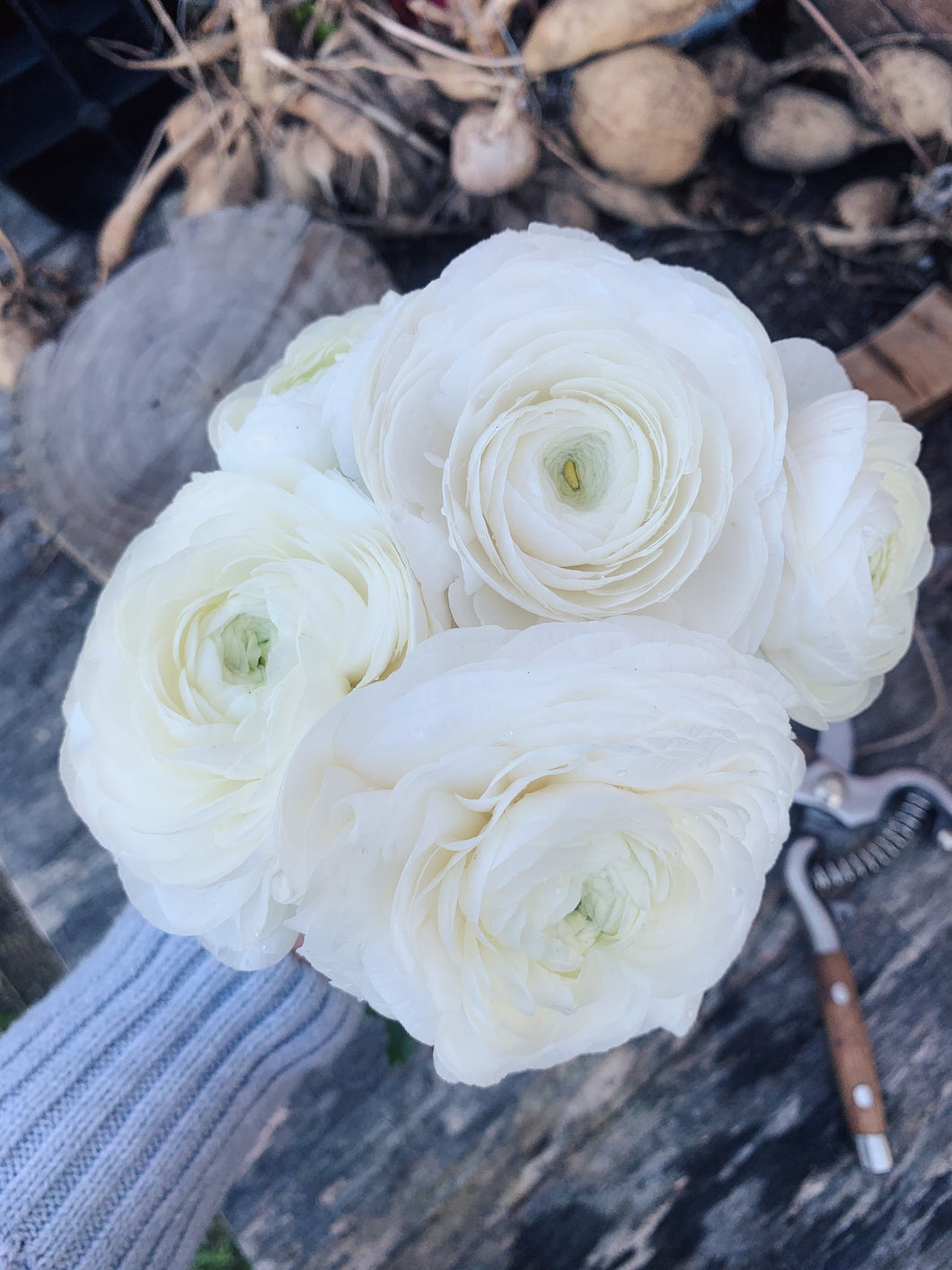 Italian Ranunculi Fablio Snow White 3pk